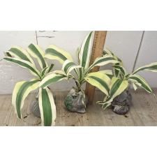 Драцена Барами Нгерн / Dracaena Baramee Ngern.