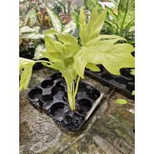 philodendron golden satin  1100p