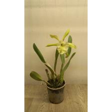 брассавола глаука / B.glauca