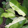 Mimusops elengi (yellow variegated leaf)(wavy edge leaf).