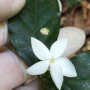 Psilanthus sp.(T01) (southern Thailand).
