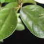 Hoya sp.640 (aff pusilla)               640