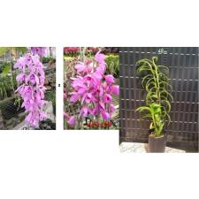 CILIATA
