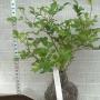 Murraya paniculata Dwarf (wavy leaf)(D)