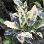 Codiaeum Eberneum.