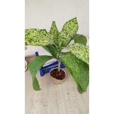 Dracaena Dararai  122 . по 4500р
