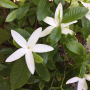 Gardenia scabrella