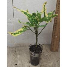 Codiaeum B-2 Ja mong kut