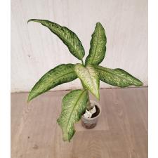 Dieffenbachia Udomsub (white form). стакан