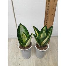 Sansevieria Mini Hani green eye
