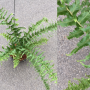 Nephrolepis falcata 'Shock Wave'.