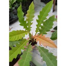 philodendron golden crocodile pot 600p