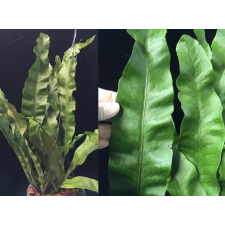 Polypodium musifolium (mutation)(No.1).