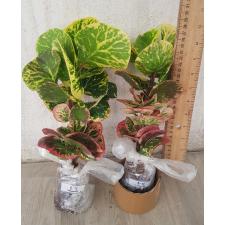 Codiaeum B-12 Sunrise