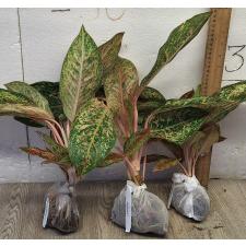 Аглаонема 20 Карат. / Aglaonema 20 Karat A-2