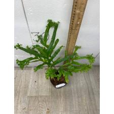 Drynaria sp. Crested Philippines.