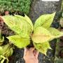 Aglaonema  Lucky A-54