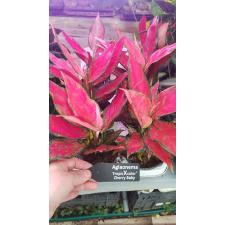aglaonema cherry baby pot