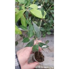 Hoya patella 1.5"