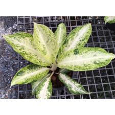 Aglaonema Ballang Kaew (yellow form) 11 pot уценка