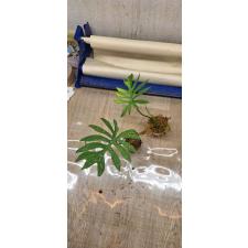Philodendron mayoi 1 lew