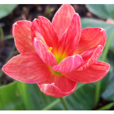 Zephyranthes Madame Butterfly