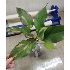 Anthurium variegated sp 4