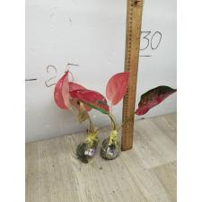 Aglaonema Suksom yellow A-146