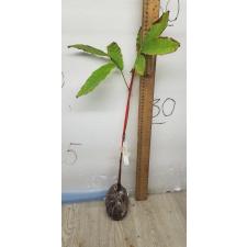 Dimocarpus longan ‘Crystal’ (green fruit) (seeding) 71