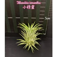TILLANDSIA IONANTHA
