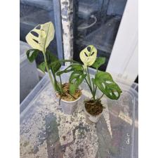 Monstera adansonii variegated Mint.2-3 s