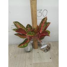 Aglaonema Viduri - red A-142