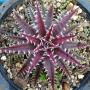 Dyckia Mercury x Squid.