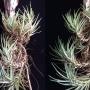Tillandsia tenuifolia (small form)