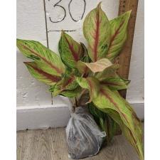 Аглаонема Тонг Лай ма / Aglaonema Tong lai ma A-50