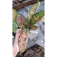 Aglaonema Kamlai Petch 16А сент