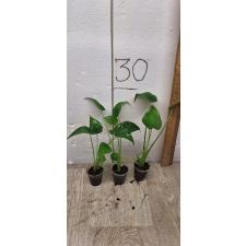 Alocasia cucullata (S)