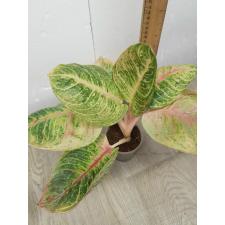 Aglaonema Moonlight- Pink A-103
