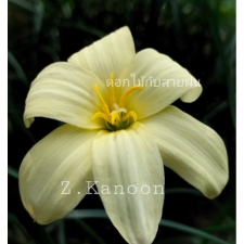 Zephyranthes Kanoon