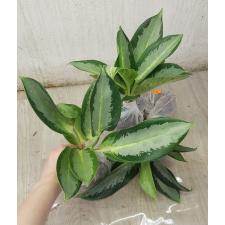 Aglaonema Long leaves Banana A-78