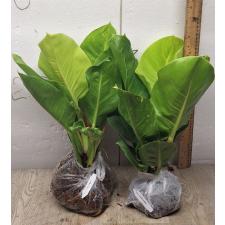 Philodendron Moonlight variegata