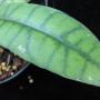 Hoya callistophylla No.3 (narrow leaf)          607