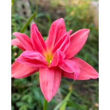 Zephyranthes Sarapee Red