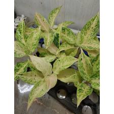 Aglaonema P-13 Lakchaiwhite
