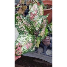 Aglaonema Unyamanee Pink variegated новая цена 2200р