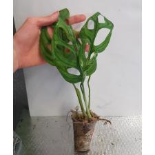 Monstera adansonii variegated (Indonesia) стакан Д 10,04