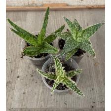 aloe sp mix