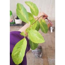 Psidium guajava 'Paen See Thong' variegated (seedling). 389