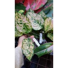 Aglaonema 'Thong Lai Ma' 82/1