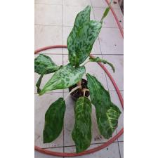 Aglaonema 'peacock'  горшок